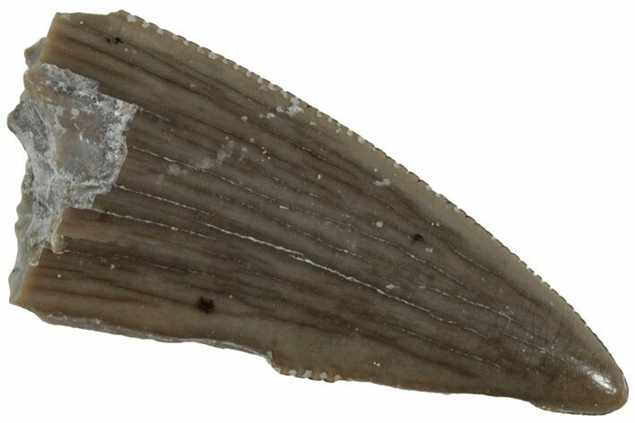 Serrated, Triassic Reptile (Postosuchus?) Tooth - Arizona #231178